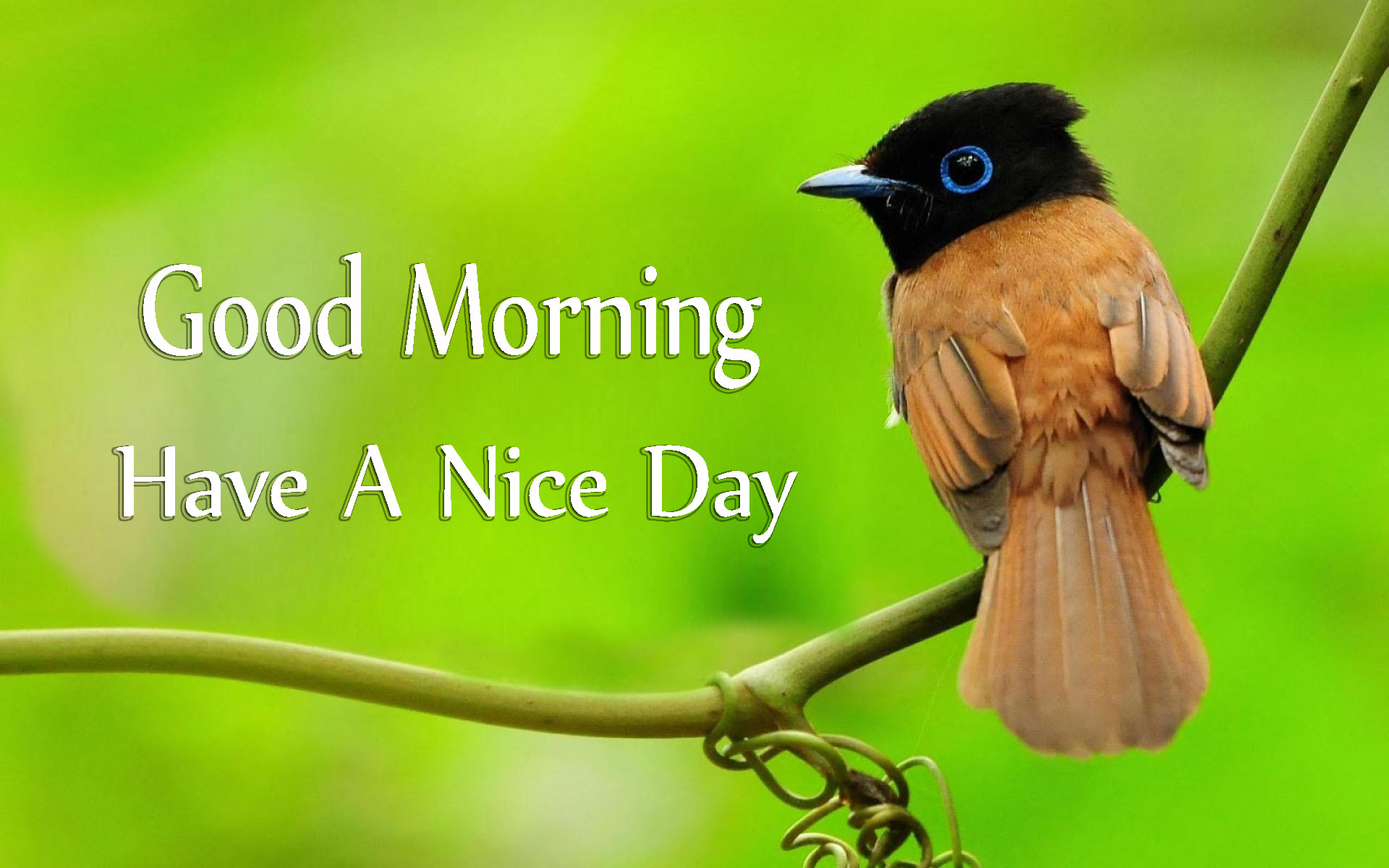 Good Morning Have A Nice Day With Cute Birds Images Good Morning