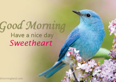 Have A Beautiful Day Morning Wishes With Romantic Birds Pics - Good ...