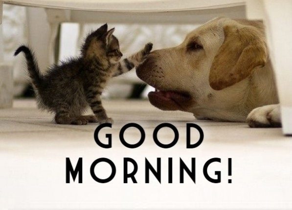 Funny Good Morning Pictures - Good Morning Images, Quotes, Wishes, Messages,  greetings & eCards
