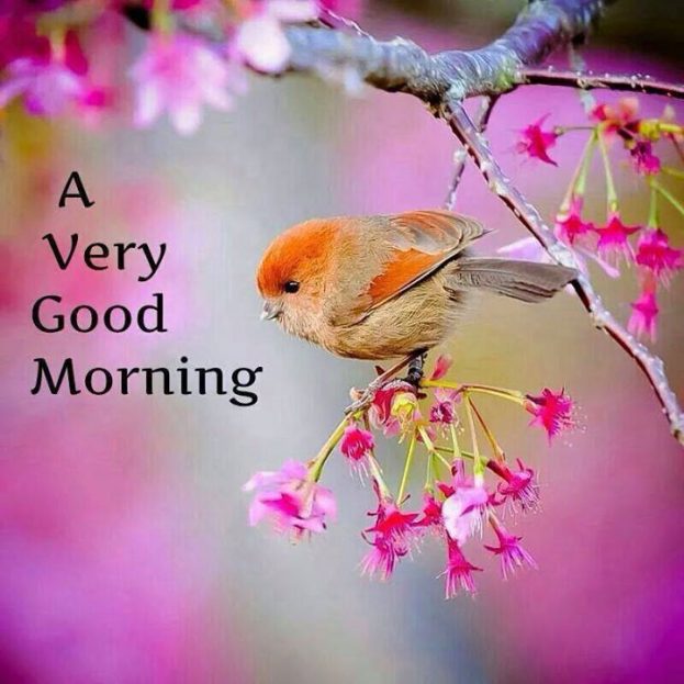 A Very Good Morning With A Beautiful Bird Images - Good Morning Images, Quotes, Wishes, Messages, greetings & eCards