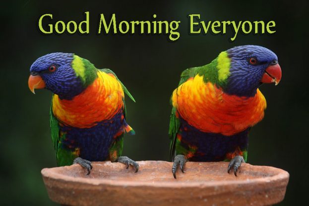 Beautiful Good Morning Everyone Birds Images - Good Morning Images, Quotes, Wishes, Messages, greetings & eCards