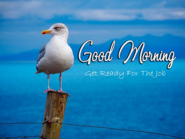 Best Good Morning Wishes With Birds Pic -Good Morning Images, Quotes, Wishes, Messages, greetings & eCard