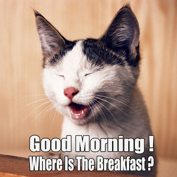 Free Funny Good Morning Pic - Good Morning Images, Quotes, Wishes, Messages,  greetings & eCards