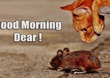 Funny Pic Of Good Morning Dear - Good Morning Images, Quotes, Wishes, Messages, greetings & eCards