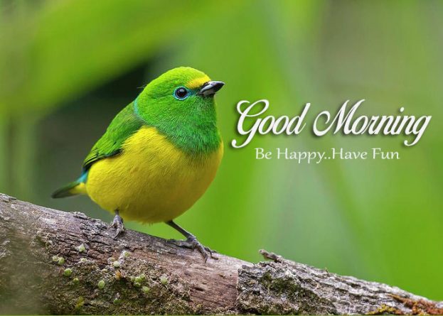 Good Morning Be Happy Have Fun - Good Morning Images, Quotes, Wishes, Messages, greetings & eCard