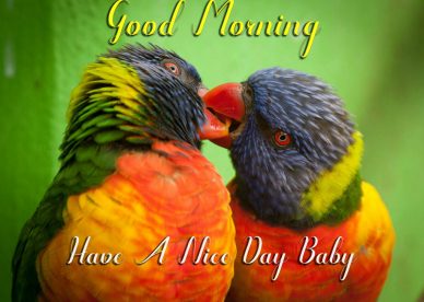 Good Morning Birds Have A Nice Day Baby - Good Morning Images, Quotes, Wishes, Messages, greetings & eCard