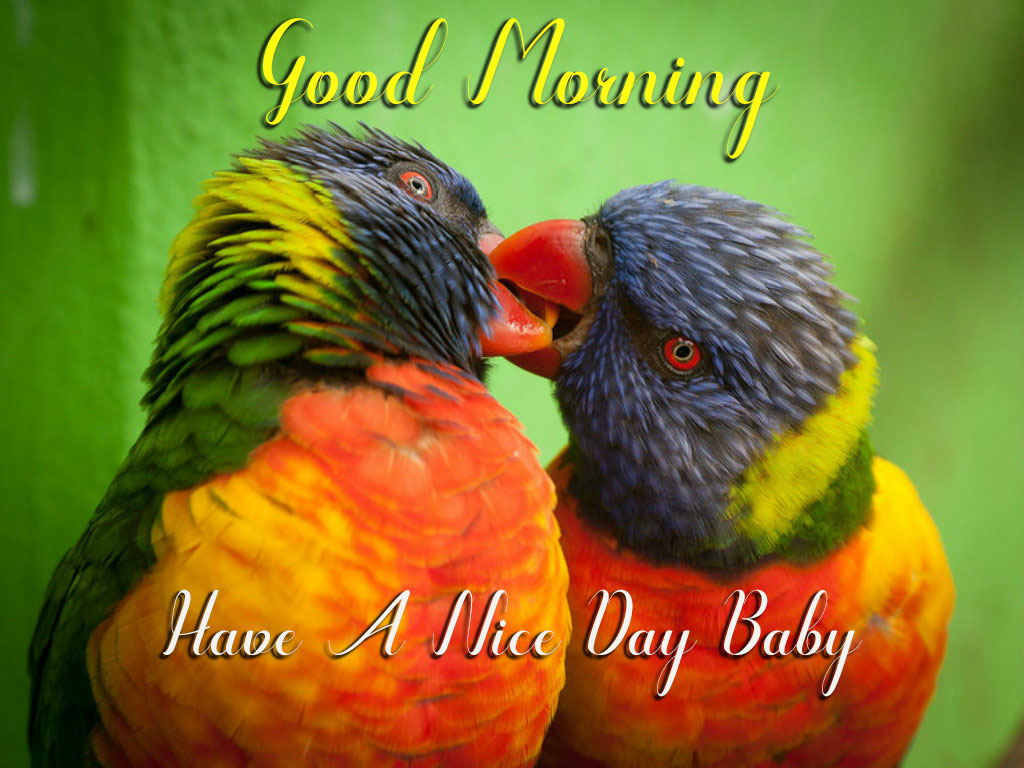 Good Morning Birds Have A Nice Day Baby - Good Morning Images ...