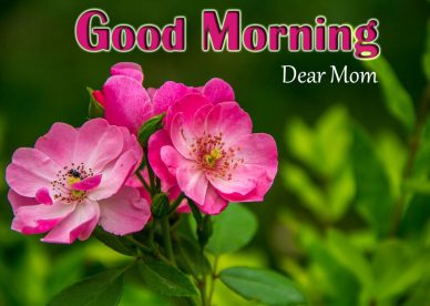 Good Morning Dear Mom Images - Good Morning Images, Quotes, Wishes, Messages, greetings & eCard