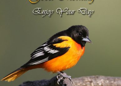 Good Morning Enjoy Your Day Birds Picture - Good Morning Images, Quotes, Wishes, Messages, greetings & eCards