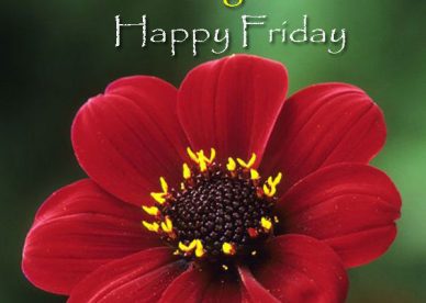 Good Morning Friends Beautiful Red Flower Happy Friday Images - Good Morning Images, Quotes, Wishes, Messages, greetings & eCards