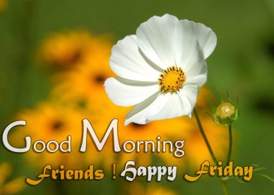 Good Morning Friends Happy Friday Images - Good Morning Images, Quotes, Wishes, Messages, greetings & eCards