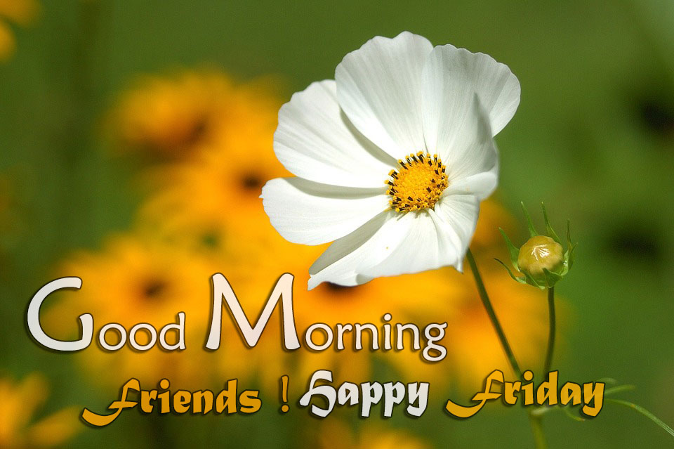 Good Morning Friends Happy Friday Images Good Morning Images Quotes Wishes Messages Greetings Ecards