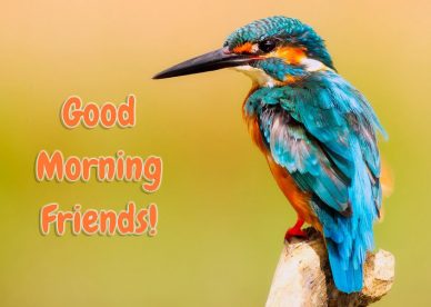 Good Morning Friends Wishes With Birds Pics - Good Morning Images, Quotes, Wishes, Messages, greetings & eCards