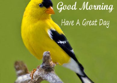Good Morning Have A Great Day Birds Images - Good Morning Images, Quotes, Wishes, Messages, greetings & eCards
