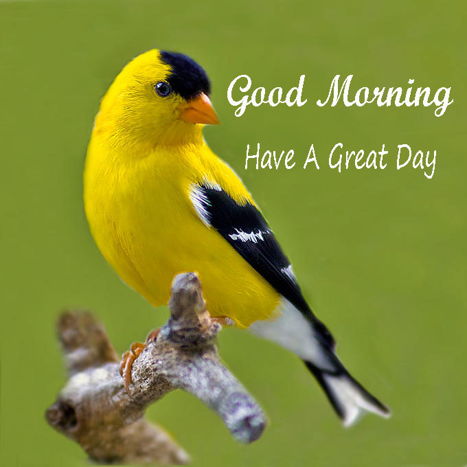 Good Morning Have A Great Day Birds Images - Good Morning Images