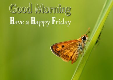 Good Morning Have A Happy Friday - Good Morning Images, Quotes, Wishes, Messages, greetings & eCards