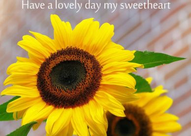 Good Morning Have A Lovely Day Sweetheart Yellow Sunflowers Photos - Good Morning Images, Quotes, Wishes, Messages, greetings & eCards
