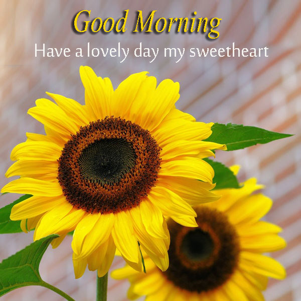 Good Morning Have A Lovely Day Sweetheart Yellow Sunflowers Photos - Good Morning Images, Quotes, Wishes, Messages, greetings & eCards