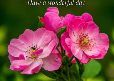 Good Morning Have A Wonderful Day Rose Flower Images - Good Morning Images, Quotes, Wishes, Messages, greetings & eCards