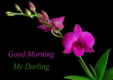 Good Morning My Darling Flowers Images - Good Morning Images, Quotes, Wishes, Messages, greetings & eCards