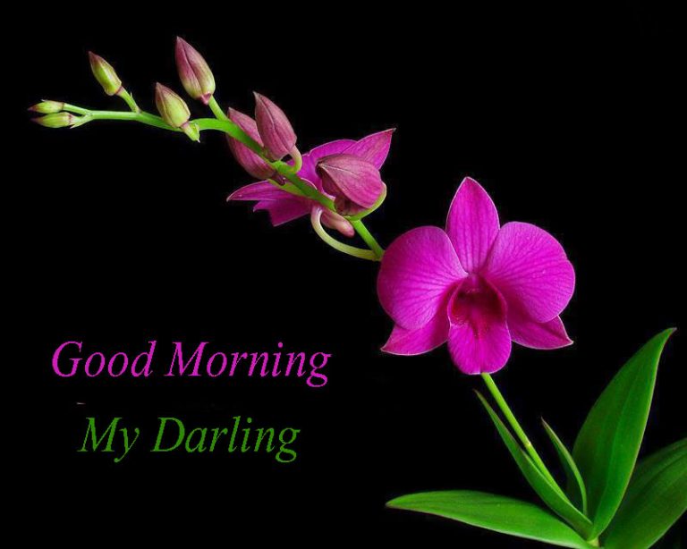 good-morning-my-darling-flowers-images-good-morning-images-quotes