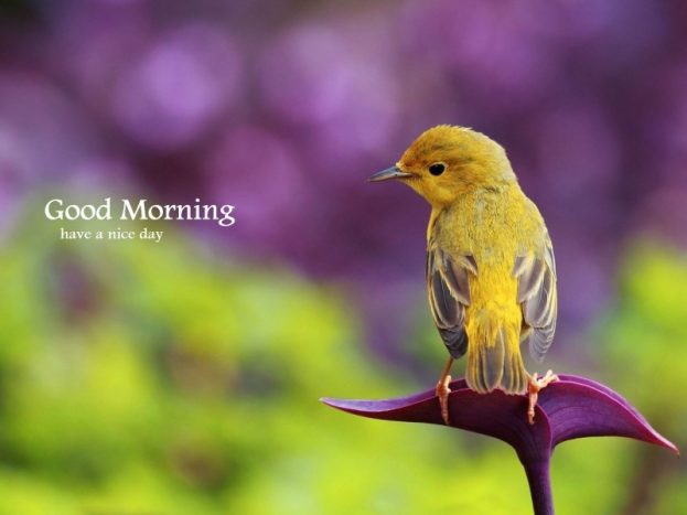 Good Morning Yellow Beautiful Bird Images - Good Morning Images, Quotes, Wishes, Messages, greetings & eCards