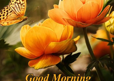 Good Morning Have A Nice Day Wishes With Rose - Good Morning Images, Quotes, Wishes, Messages, greetings & eCards