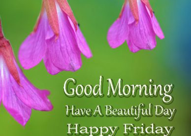 Good Morning Happy Friday Pictures Have A Beautiful Day - Good Morning Images, Quotes, Wishes, Messages, greetings & eCards