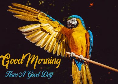 Good morning Have A Good Day With Birds - Good Morning Images, Quotes, Wishes, Messages, greetings & eCard