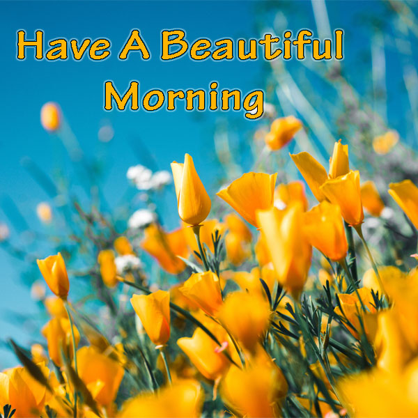 Have A Beautiful Morning Flowers Images - Good Morning Images, Quotes, Wishes, Messages, greetings & eCards