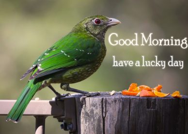 Have A Lucky Day Good Morning Birds Images - Good Morning Images, Quotes, Wishes, Messages, greetings & eCards