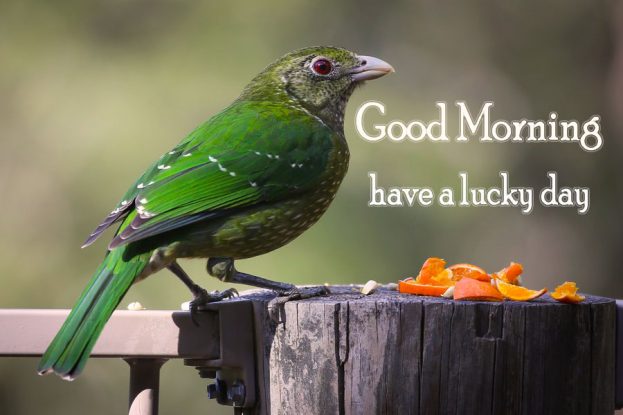 Have A Lucky Day Good Morning Birds Images - Good Morning Images, Quotes, Wishes, Messages, greetings & eCards