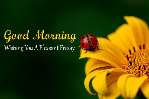 Wishing You A pleasant Friday Good Morning With Yellow Flowers - Good Morning Images, Quotes, Wishes, Messages, greetings & eCards