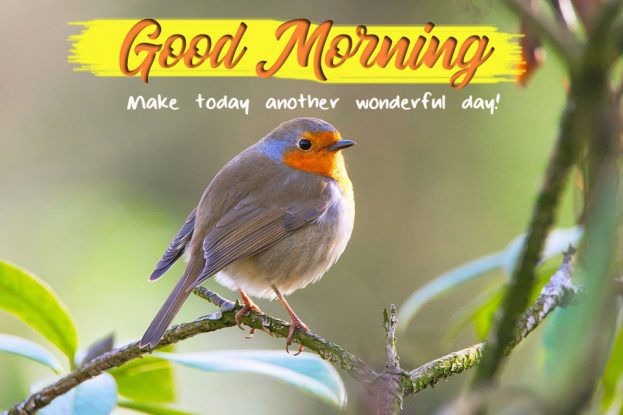 Download Good Morning Wishes With Birds Images - Good Morning Images, Quotes, Wishes, Messages, greetings & eCard