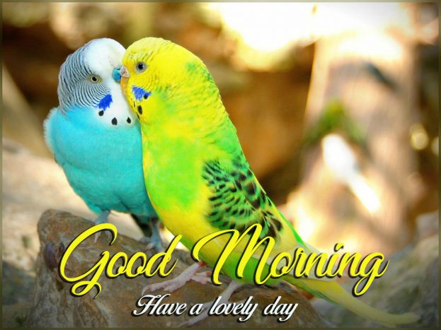 Good Morning Have A Lovely Day - Good Morning Images, Quotes, Wishes, Messages, greetings & eCard