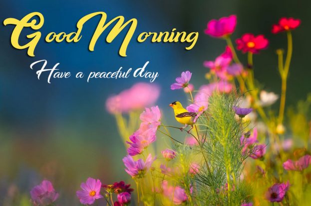 Good Morning Have A Peaceful Day - Good Morning Images, Quotes, Wishes, Messages, greetings & eCard