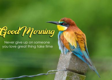 Good Morning Love Birds Images - Good Morning Images, Quotes, Wishes, Messages, greetings & eCard