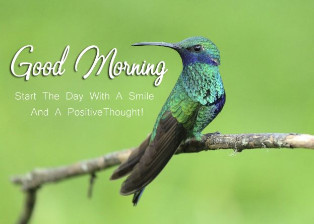 Good Morning Quotes Birds Images - Good Morning Images, Quotes, Wishes, Messages, greetings & eCard