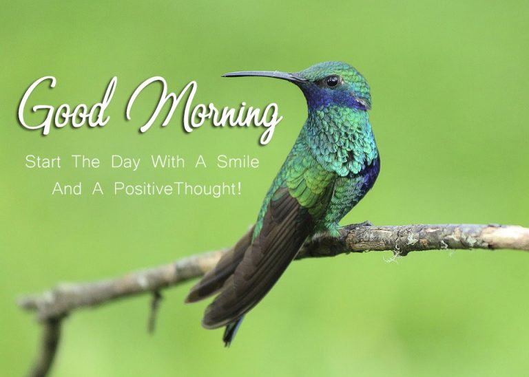 Good Morning Quotes Birds Images Good Morning Images Quotes Wishes Messages Greetings ECards