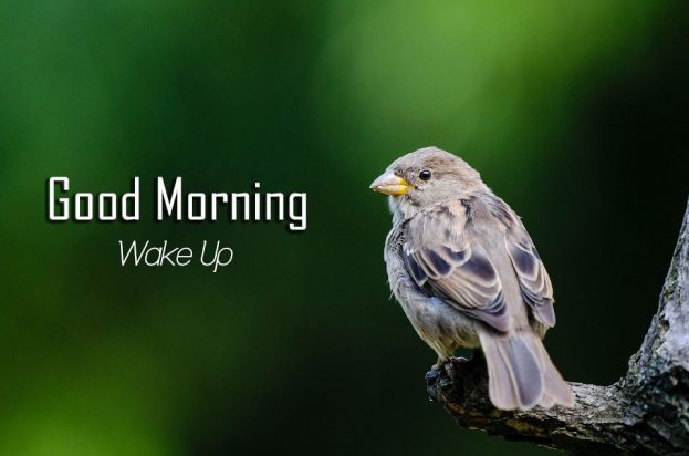 Good Morning Wake Up With Birds - Good Morning Images, Quotes, Wishes, Messages, greetings & eCard