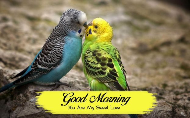 Good Morning You Are My Sweet Love - Good Morning Images, Quotes, Wishes, Messages, greetings & eCard