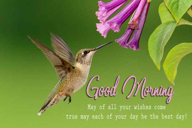 Morning Wishes With Birds Images - Good Morning Images, Quotes, Wishes, Messages, greetings & eCard