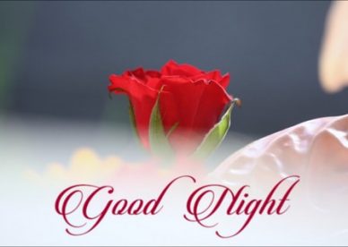 Cute Good Night Red Rose - Good Morning Images, Quotes, Wishes, Messages, greetings & eCard Images