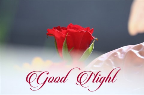 Cute Good Night Red Rose - Good Morning Images, Quotes, Wishes, Messages,  greetings & eCards
