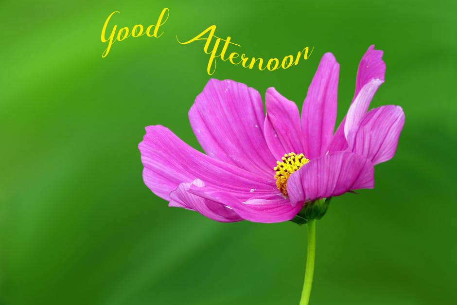 Good Afternoon Background - Good Morning Images, Quotes, Wishes