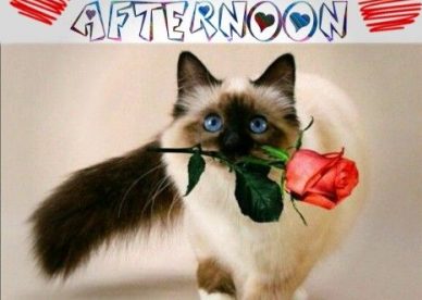 Good Afternoon Lovely Kitty - Good Morning Images, Quotes, Wishes, Messages, greetings & eCard Images