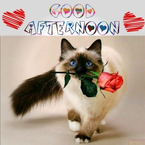 Good Afternoon Lovely Kitty - Good Morning Images, Quotes, Wishes,  Messages, greetings & eCards