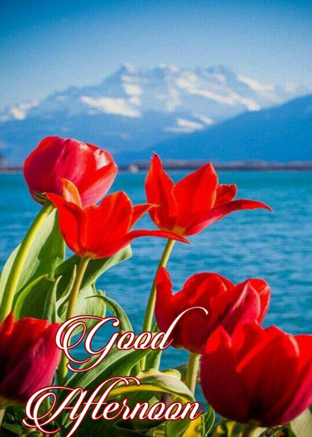 Good Afternoon With Red Rose - Good Morning Images, Quotes, Wishes, Messages, greetings & eCard Images