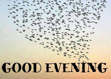 Good Evening Images With Birds - Good Morning Images, Quotes, Wishes, Messages, greetings & eCard Images