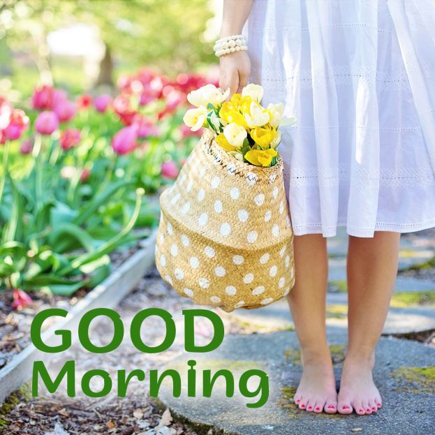 Beautiful Good Morning flowers for your beautiful Girl - Good Morning Images, Quotes, Wishes, Messages, greetings & eCard Images